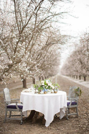 Almond-Orchard-1009
